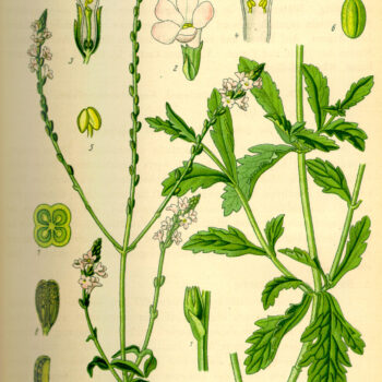 Das Echte Eisenkraut ist seit dem Altertum eine beliebte Heilpflanze, die unter anderem gegen Fieber, Halsschmerzen und Stichverletzungen eingesetzt wurde.