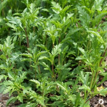 Entdecke die Heilkräfte von Eisenkraut (Verbena officinalis). Infos zu Tee, Tinktur, Kosmetik & Anbau – praxisnah & natürlich.