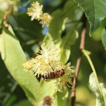 Die Winterlinde und die Sommerlinde gelten oft als Friedensbäume. Nutze sie zur Stärkung der Abwehrkräfte, gegen Erkältungen und vieles mehr.