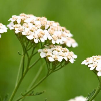 Die Schafgarbe ist die Heilpflanze des Jahres 2004 und kann bei vielen gesundheitlichen Leiden helfen. Auch in der Küche ist sie beliebt.