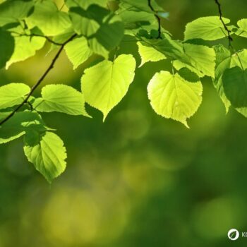 Die Winterlinde und die Sommerlinde gelten oft als Friedensbäume. Nutze sie zur Stärkung der Abwehrkräfte, gegen Erkältungen und vieles mehr.
