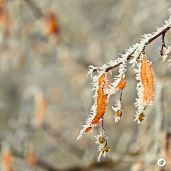 Die Winterlinde und die Sommerlinde gelten oft als Friedensbäume. Nutze sie zur Stärkung der Abwehrkräfte, gegen Erkältungen und vieles mehr.