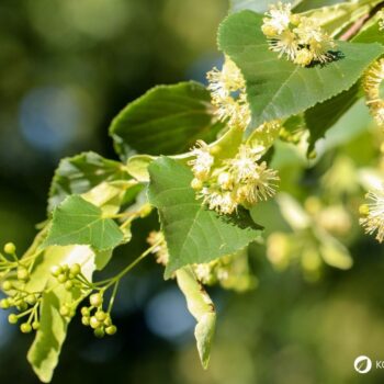 Die Winterlinde und die Sommerlinde gelten oft als Friedensbäume. Nutze sie zur Stärkung der Abwehrkräfte, gegen Erkältungen und vieles mehr.