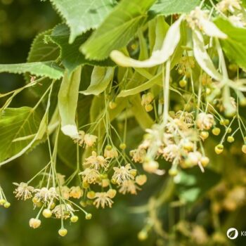 Die Winterlinde und die Sommerlinde gelten oft als Friedensbäume. Nutze sie zur Stärkung der Abwehrkräfte, gegen Erkältungen und vieles mehr.