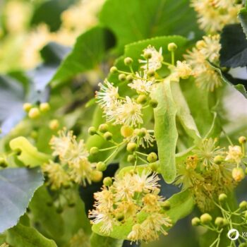 Die Winterlinde und die Sommerlinde gelten oft als Friedensbäume. Nutze sie zur Stärkung der Abwehrkräfte, gegen Erkältungen und vieles mehr.