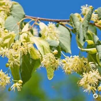 Die Winterlinde und die Sommerlinde gelten oft als Friedensbäume. Nutze sie zur Stärkung der Abwehrkräfte, gegen Erkältungen und vieles mehr.