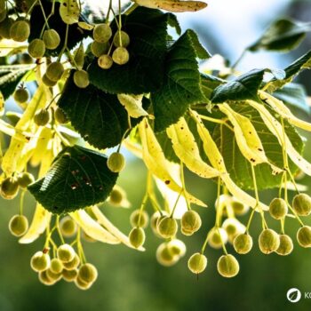 Die Winterlinde und die Sommerlinde gelten oft als Friedensbäume. Nutze sie zur Stärkung der Abwehrkräfte, gegen Erkältungen und vieles mehr.
