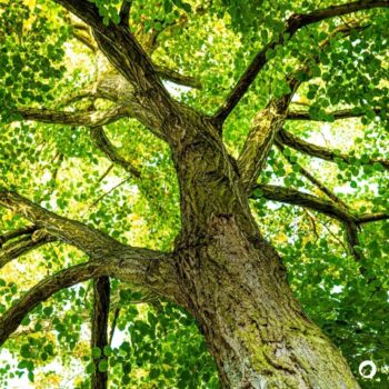 Die Winterlinde und die Sommerlinde gelten oft als Friedensbäume. Nutze sie zur Stärkung der Abwehrkräfte, gegen Erkältungen und vieles mehr.