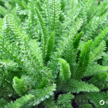 Die Schafgarbe ist die Heilpflanze des Jahres 2004 und kann bei vielen gesundheitlichen Leiden helfen. Auch in der Küche ist sie beliebt.