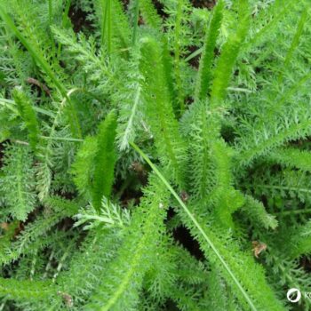 Die Schafgarbe ist die Heilpflanze des Jahres 2004 und kann bei vielen gesundheitlichen Leiden helfen. Auch in der Küche ist sie beliebt.