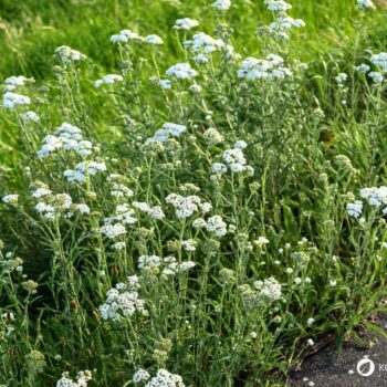 Die Schafgarbe ist die Heilpflanze des Jahres 2004 und kann bei vielen gesundheitlichen Leiden helfen. Auch in der Küche ist sie beliebt.