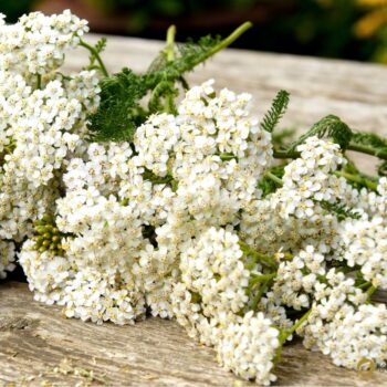 Die Schafgarbe ist die Heilpflanze des Jahres 2004 und kann bei vielen gesundheitlichen Leiden helfen. Auch in der Küche ist sie beliebt.