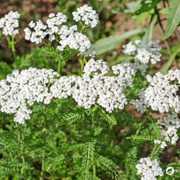 Die Schafgarbe ist die Heilpflanze des Jahres 2004 und kann bei vielen gesundheitlichen Leiden helfen. Auch in der Küche ist sie beliebt.