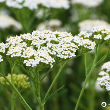 Die Schafgarbe ist die Heilpflanze des Jahres 2004 und kann bei vielen gesundheitlichen Leiden helfen. Auch in der Küche ist sie beliebt.