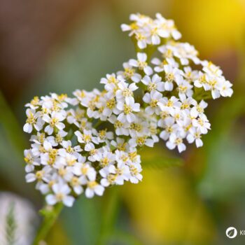 Die Schafgarbe ist die Heilpflanze des Jahres 2004 und kann bei vielen gesundheitlichen Leiden helfen. Auch in der Küche ist sie beliebt.