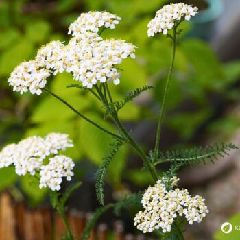 Die Schafgarbe ist die Heilpflanze des Jahres 2004 und kann bei vielen gesundheitlichen Leiden helfen. Auch in der Küche ist sie beliebt.