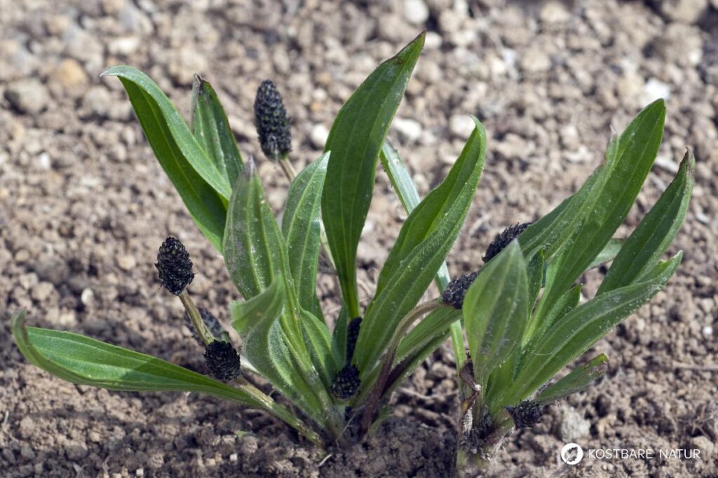 Der Spitzwegerich ist eine weit verbreitete Wildpflanze. Nutze seine Blätter, Blüten, Samen und Wurzeln als Nahrung und für die Gesundheit!