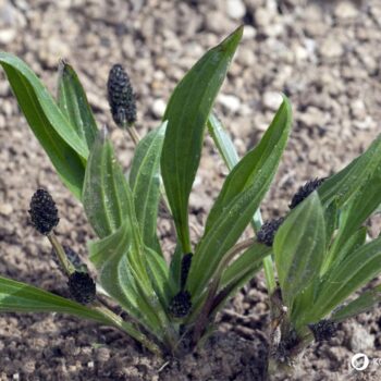 Der Spitzwegerich ist eine weit verbreitete Wildpflanze. Nutze seine Blätter, Blüten, Samen und Wurzeln als Nahrung und für die Gesundheit!