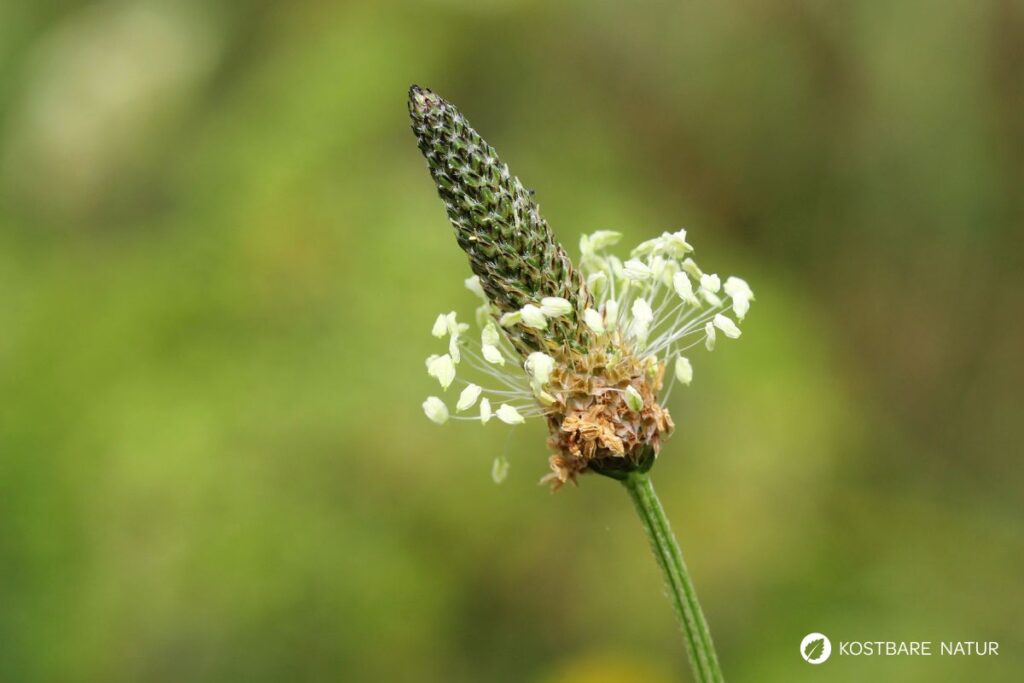 Der Spitzwegerich ist eine weit verbreitete Wildpflanze. Nutze seine Blätter, Blüten, Samen und Wurzeln als Nahrung und für die Gesundheit!