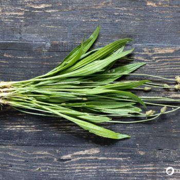 Der Spitzwegerich ist eine weit verbreitete Wildpflanze. Nutze seine Blätter, Blüten, Samen und Wurzeln als Nahrung und für die Gesundheit!