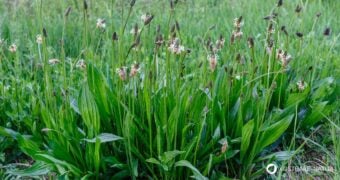 Der Spitzwegerich ist eine weit verbreitete Wildpflanze. Nutze seine Blätter, Blüten, Samen und Wurzeln als Nahrung und für die Gesundheit!