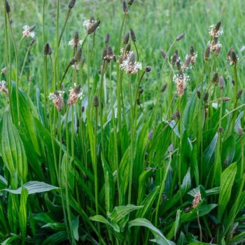 Der Spitzwegerich ist eine weit verbreitete Wildpflanze. Nutze seine Blätter, Blüten, Samen und Wurzeln als Nahrung und für die Gesundheit!
