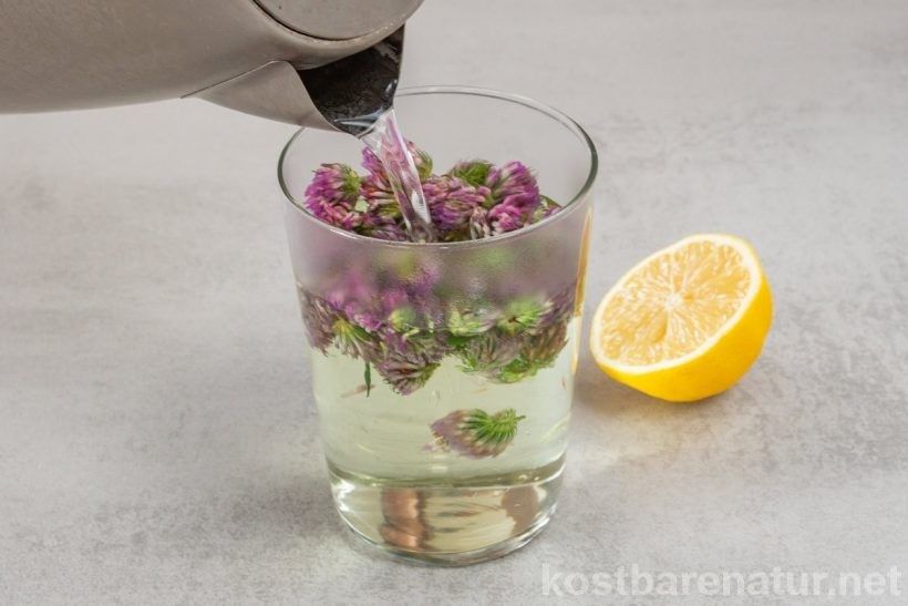 Mit den rosa Blüten des Rotklees lässt sich im Handumdrehen eine aufregende Limonade mit Farbwechsel zaubern, die Kinderaugen strahlen lässt!