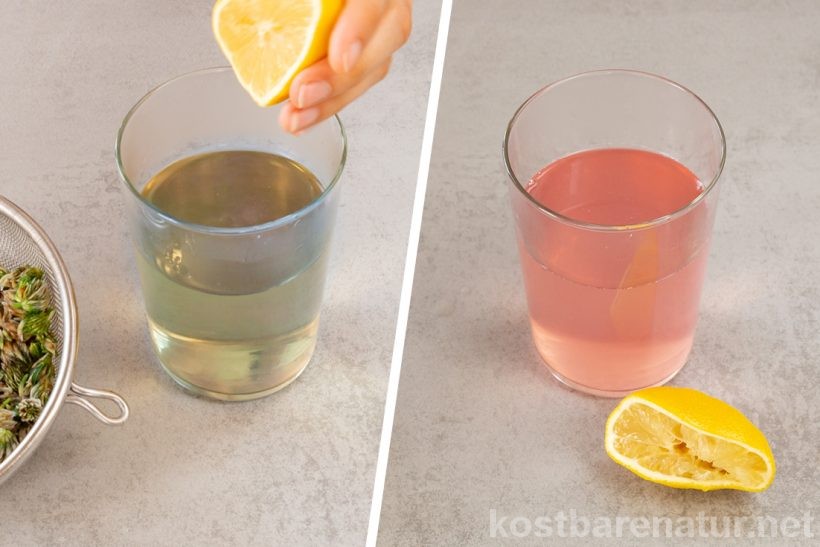 Mit den rosa Blüten des Rotklees lässt sich im Handumdrehen eine aufregende Limonade mit Farbwechsel zaubern, die Kinderaugen strahlen lässt!