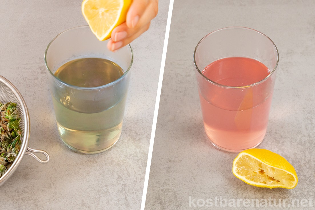 rotklee-limonade-4 Mit den rosa Blüten des Rotklees lässt sich im Handumdrehen eine aufregende Limonade mit Farbwechsel zaubern, die Kinderaugen strahlen lässt!