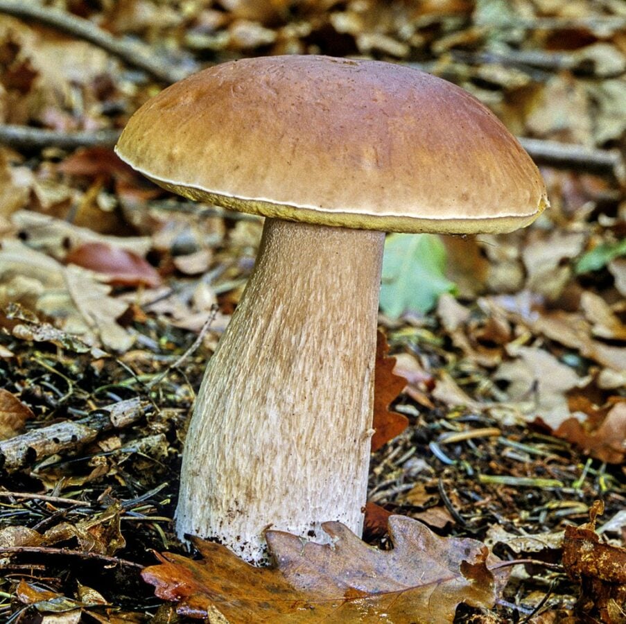 Steinpilz Kostbare Natur