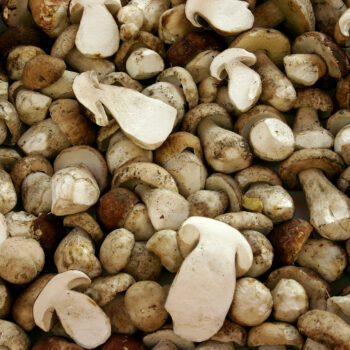 Steinpilze sind köstlich und einfach zu sammeln, da sie keine giftigen Doppelgänger haben. Sie schmecken gebraten am besten und lassen sich leicht trocknen.