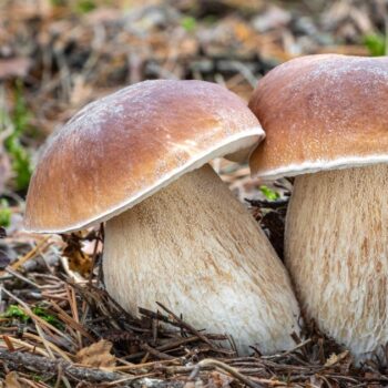 Alles über den Steinpilz: Essbar, heilkräftig, unverwechselbar. Tipps zum Sammeln, Erkennen, Anwenden & leckere Rezepte zum Nachkochen.