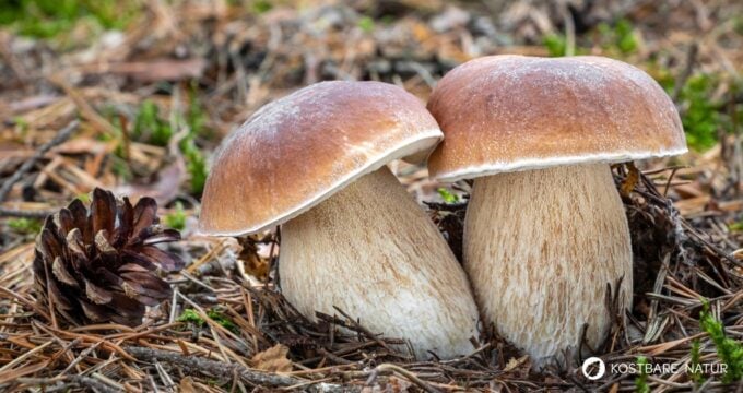 Alles über den Steinpilz: Essbar, heilkräftig, unverwechselbar. Tipps zum Sammeln, Erkennen, Anwenden & leckere Rezepte zum Nachkochen.