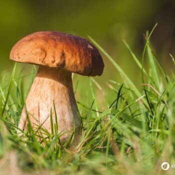 Alles über den Steinpilz: Essbar, heilkräftig, unverwechselbar. Tipps zum Sammeln, Erkennen, Anwenden & leckere Rezepte zum Nachkochen.