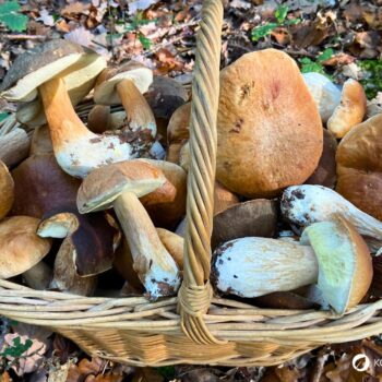 Alles über den Steinpilz: Essbar, heilkräftig, unverwechselbar. Tipps zum Sammeln, Erkennen, Anwenden & leckere Rezepte zum Nachkochen.