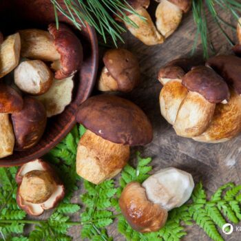 Alles über den Steinpilz: Essbar, heilkräftig, unverwechselbar. Tipps zum Sammeln, Erkennen, Anwenden & leckere Rezepte zum Nachkochen.