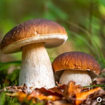 Alles über den Steinpilz: Essbar, heilkräftig, unverwechselbar. Tipps zum Sammeln, Erkennen, Anwenden & leckere Rezepte zum Nachkochen.