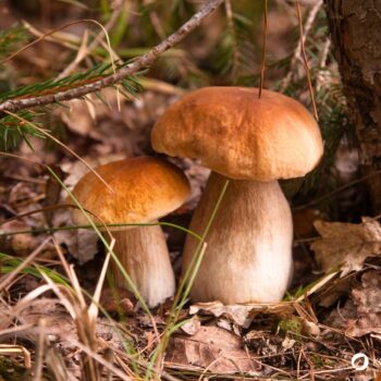 Alles über den Steinpilz: Essbar, heilkräftig, unverwechselbar. Tipps zum Sammeln, Erkennen, Anwenden & leckere Rezepte zum Nachkochen.