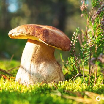 Alles über den Steinpilz: Essbar, heilkräftig, unverwechselbar. Tipps zum Sammeln, Erkennen, Anwenden & leckere Rezepte zum Nachkochen.
