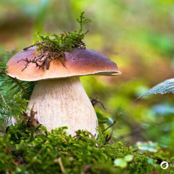 Alles über den Steinpilz: Essbar, heilkräftig, unverwechselbar. Tipps zum Sammeln, Erkennen, Anwenden & leckere Rezepte zum Nachkochen.