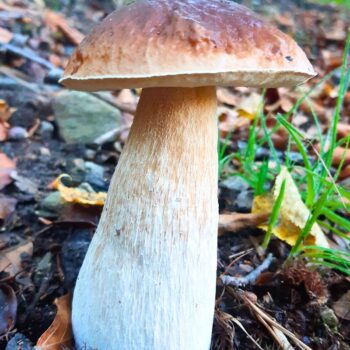 Alles über den Steinpilz: Essbar, heilkräftig, unverwechselbar. Tipps zum Sammeln, Erkennen, Anwenden & leckere Rezepte zum Nachkochen.