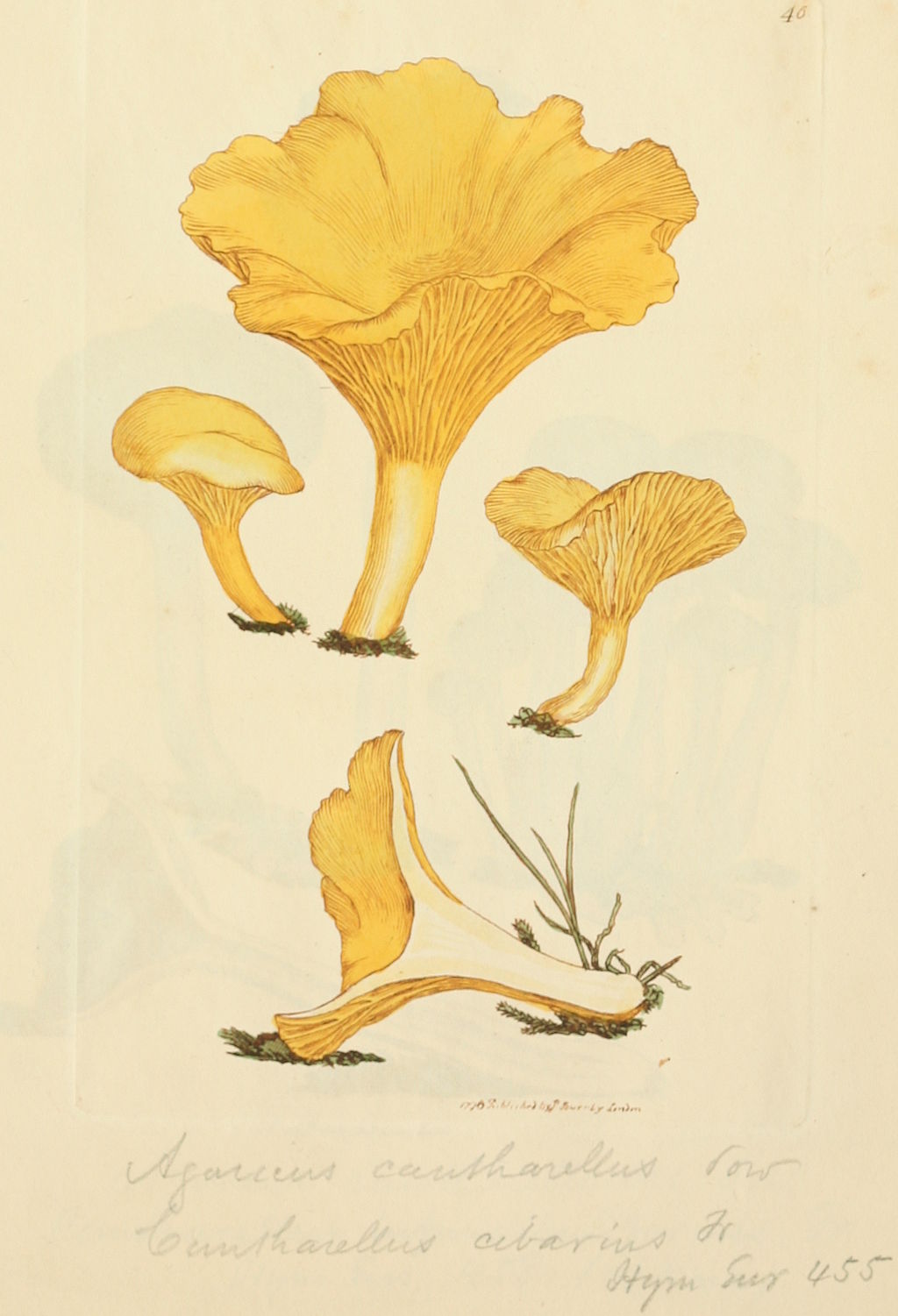Pfifferlinge sind zwischen Juni und November sehr einfach zu sammeln. Sie geben Saucen ein unverwechselbares Aroma und schmecken köstlich als Beilage.