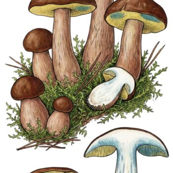 Maronen-Röhrlinge sind besonders köstlich und beim Sammeln einfach von anderen Pilzen zu unterscheiden. Sie können auch auf Vorrat eingefroren oder getrocknet werden.