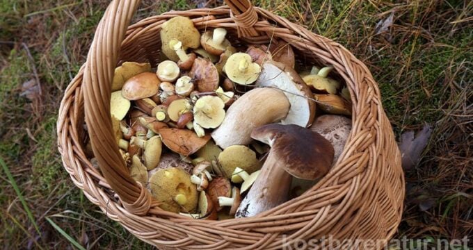 Mit diesen Tipps zum Pilze-Sammeln bist du bestens auf einen Ausflug in die Pilze vorbereitet. Für einen schönen Tag in der Natur und köstliche Pilzgerichte!