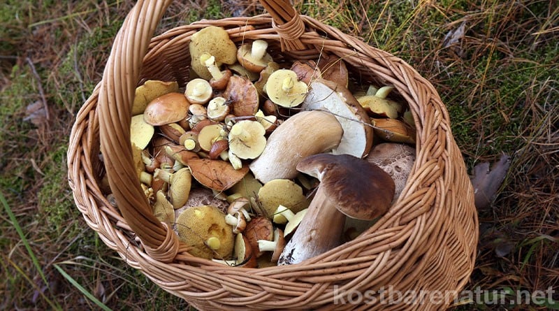 Mit diesen Tipps zum Pilze-Sammeln bist du bestens auf einen Ausflug in die Pilze vorbereitet. Für einen schönen Tag in der Natur und köstliche Pilzgerichte!