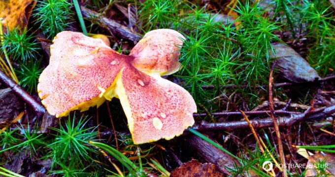 Wo sind Pilze radioativ kontaminiert, und was sollte man beim Sammeln beachten?