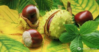 Heilpflanzenporträt zur Gewöhnlichen Rosskastanie: Wirkung, Anwendung, Erkennung & Anbau – natürlich erklärt für Gesundheitsinteressierte.