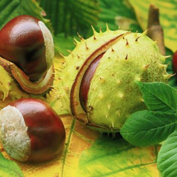 Heilpflanzenporträt zur Gewöhnlichen Rosskastanie: Wirkung, Anwendung, Erkennung & Anbau – natürlich erklärt für Gesundheitsinteressierte.