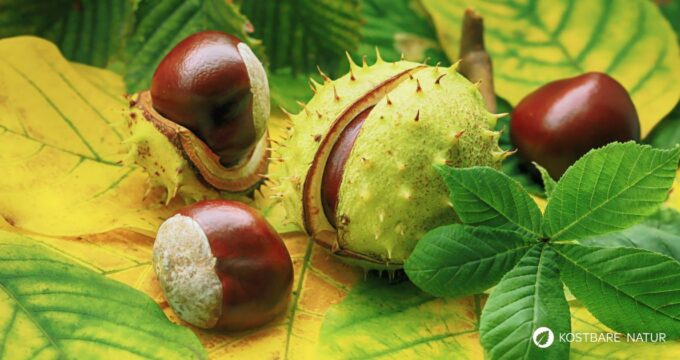 Heilpflanzenporträt zur Gewöhnlichen Rosskastanie: Wirkung, Anwendung, Erkennung & Anbau – natürlich erklärt für Gesundheitsinteressierte.