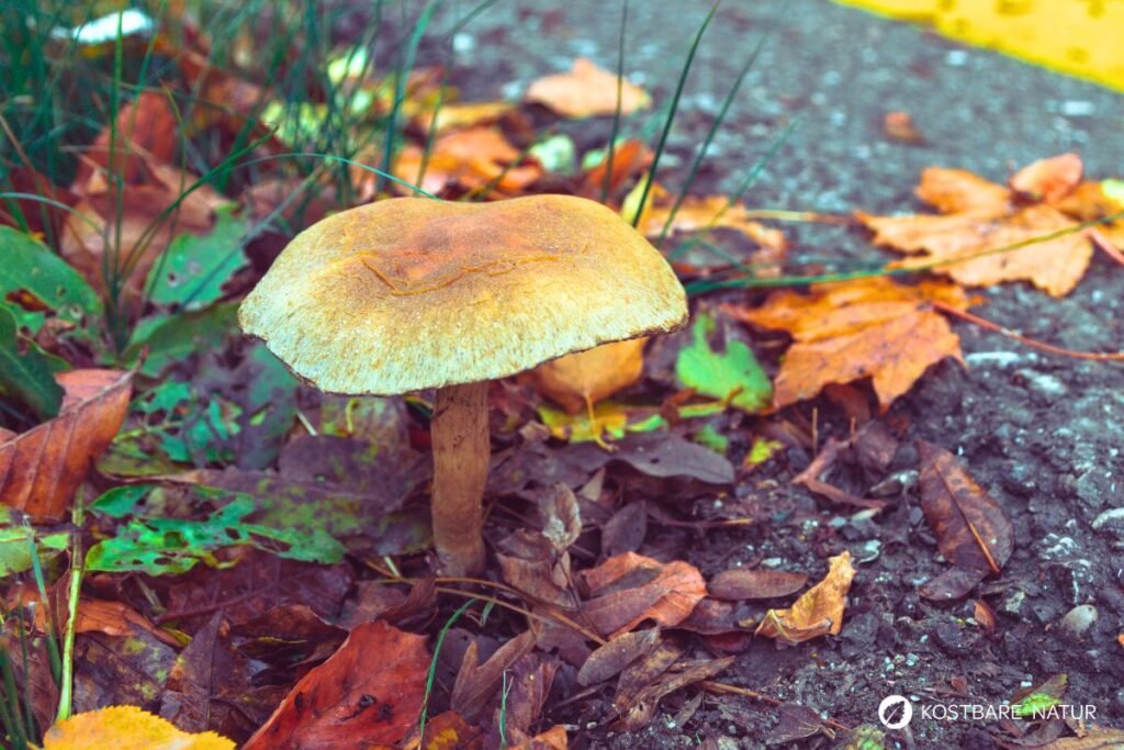 Pilz am Straßenrand